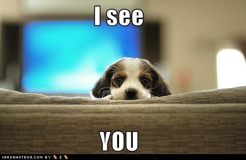 3078a_cute-puppy-pictures-i-see-you.jpg